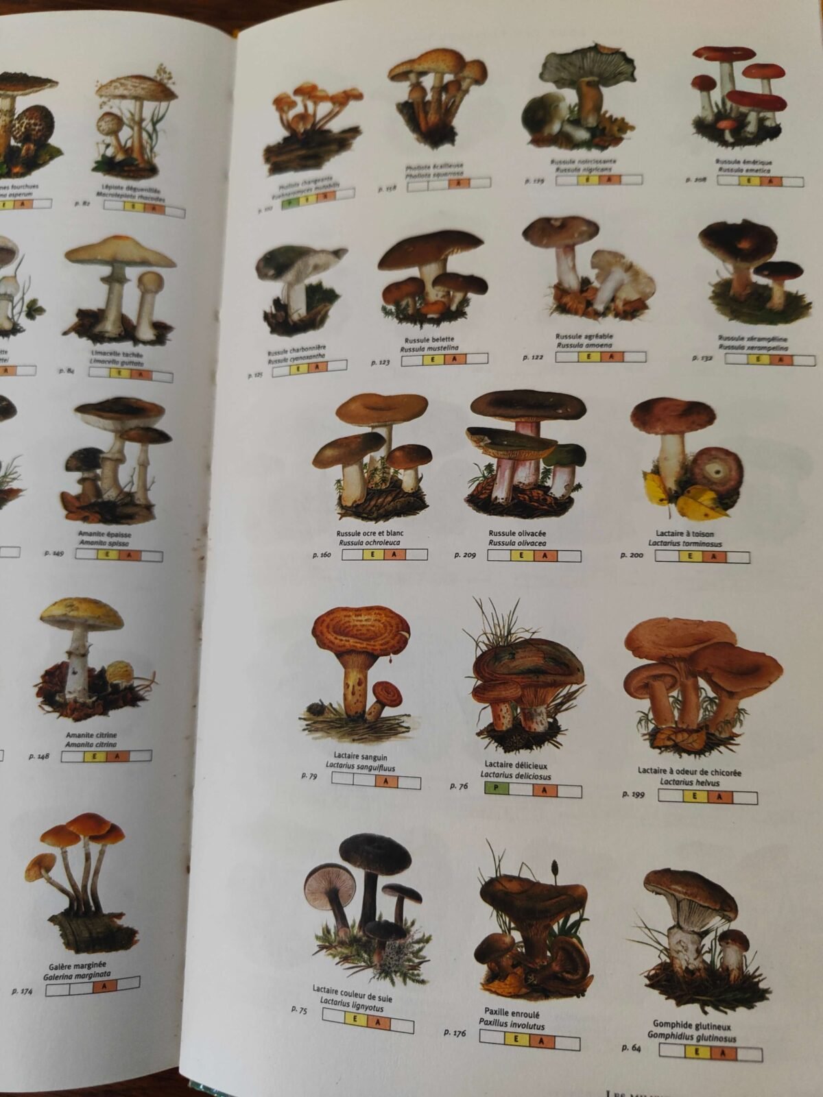 livre champignons 2003 occasion bon état brocante